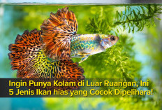 Ingin Punya Kolam di Luar Ruangan, Ini 5 Jenis Ikan hias yang Cocok Dipelihara!