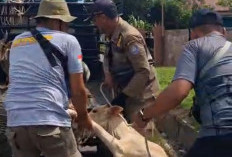 Lelang Ternak Kedua Digelar, Satpol PP Kaur Lakukan Penertiban Hingga Malam