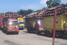 Update Harga TBS Sawit di Wilayah Bengkulu Selatan Terus Naik, Hampir Rp 3.000 per Kg