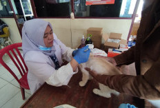 Cegah Rabies, Dinas Pertanian Bengkulu Selatan Siapkan   200 Vaksin Rabies Gratis untuk Hewan Peliharaan
