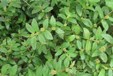 Tubuhan Herbal Patikan Kebo Mengurangi Gejala Asma, Begini Cara Supaya Sembuh