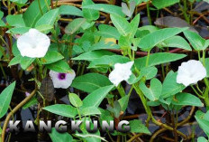 Tak Mau Terserang Penyakit Mematikan Ini, Tapi Kangkung Sering Dipandang Sebelah Mata
