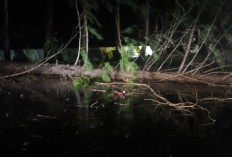 Malam Tahun Baru, Pohon Besar Tumbang dan Melintang di Jalan Wisata Pantai Panjang 