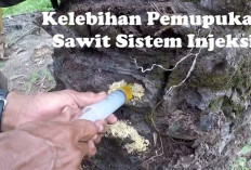 Pemupukan Sawit Sistem Injeksi, Ini Kelebihannya