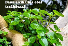 Daun Sirih Cina Obat Tradisional yang Ampuh,Bisa Bikin Glowing Bebas Jerawat, Intip Cara Pakainya!