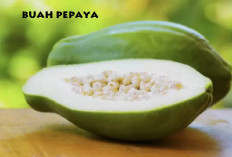 Pepaya Mentah Bagus Untuk Kesehatan, Cermati Fungsinya Dalam Sistem Tubuh