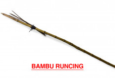 Sejarah dan Misteri Bambu Runcing: Pusaka Sakti Simbol Perlawanan Rakyat Indonesia