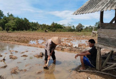 Bhabinkamtibmas Turun ke Sawah, Lakukan Ini, untuk Ketahanan Pangan