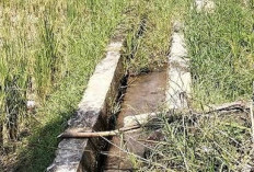 Musim Kemarau, Lahan BBUP Nganggur, Petani Usulkan Alih Fungsi 