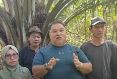 Cek Langsung Kebun Replanting, Bupati Rifai Minta PKS Beri Harga Khusus Sawit PSR Karena Lebih Unggul