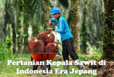 Pertanian Kelapa Sawit di Indonesia Era Pendudukan Jepang, Cek Produksinya