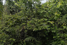 Jaringan Wifi Iconet Gratis Desa Blank Spot Tidak Bisa Akses Internet, Benarkah Putus Kontrak?