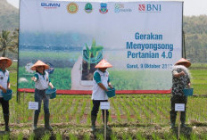 MENARIK! KUR BNI 2026 Punya Skema Bayar Saat Panen, Petani Bisa Dapat Modal hingga Pasar Ekspor