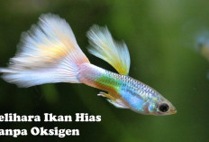 Pelihara Ikan Hias Tanpa Oksigen, Emang Bisa? Yuk Intip Jenis-jenisnya di Sini