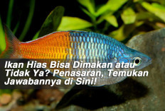 Ikan Hias Bisa Dimakan atau Tidak Ya? Penasaran, Temukan Jawabannya di Sini!