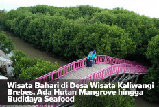 Wisata Bahari di Desa Wisata Kaliwangi Brebes, Ada Hutan Mangrove hingga Budidaya Seafood