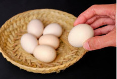 Khasiat Telur Ayam Kampung,   Nomor 8 Kaum Pria Wajib Tahu 