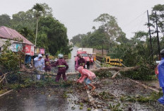 BREAKING NEWS! Pohon Tumbang Makan Korban, DUA Pengguna Jalan Dilarikan ke RSUD HD Manna