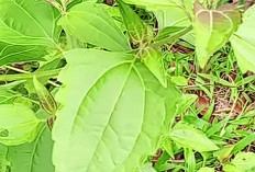 10 Manfaat Daun Balakacida untuk Kesehatan, Salah satunya Bisa Menyelamatkan Wanita