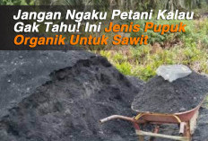 Jangan Ngaku Petani Kalau Gak Tahu! Ini Jenis Pupuk Organik Untuk Sawit