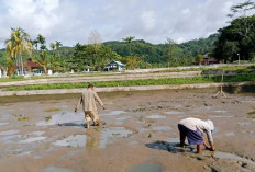 Tingkatkan Populasi Ikan Nila, UPTD BBI Nasal Panen Larva 