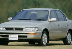 Pakai Toyota Great Corolla  Anda Akan Lebih Muda dan Gagah,  Desain Keren Membulat, Sporty