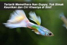 Tertarik Memelihara Ikan Guppy, Yuk Simak Keunikan dan Ciri Khasnya di Sini!