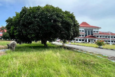 Ternak Liar Kian Marak, Dinas Satpol-PP Bengkulu Selatan Minta Setujui Pembelian Senjata Bius