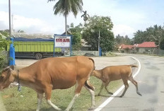 Operasi Tembak Bius Baru Difokuskan di Kota Bintuhan, Kecamatan Lain Ternak Masih Berkeliaran 