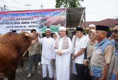 Pastikan Penyembelihan Sapi Kurban Presiden Berjalan Higienis, Ini Tindakan Pemprov Bengkulu