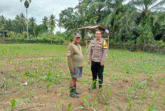 Polsek Pantau Tanaman Jagung Milik Warga, Ternak Musuh Utama 