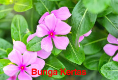 Dikenal Punya Seribu Khasiat!  10 Tanaman Obat Ini Terbukti Ampuh Melawan Kanker