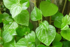 Daun Suruhan Obat Ampun Atasi Masalah Asam Urat, Sudah Terbukti Menyembuhkan