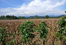 250 Hektare Sawah Ganjuh Segera Kembali ke Fungsi Asli, Fokus Pulihkan Irigasi Ganjuh