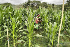 Baru Usia Tiga Minggu Kebun Jagung Polsek Maje Tumbuh Subur, Pemupukan Gunakan Dua Sistem Ini