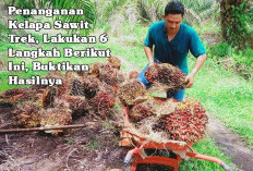 Penanganan Kelapa Sawit Trek, Lakukan 6 Langkah Berikut Ini, Buktikan Hasilnya