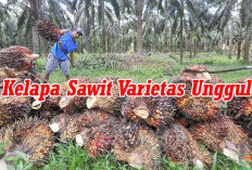 Bisa Jadi Pilihan, Ini Jenis Kelapa   Sawit Varietas Unggul di Indonesia