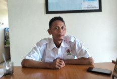 Satu Kerbau Sudah Diterkam Harimau Sumatera, BKSDA Masih Tunggu Perintah Turun ke Lapangan