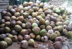 Harga Kelapa Tua Anjlok Rp 6000/Buah,  Cek di Sini Biangkerok Rugikan Petani! 