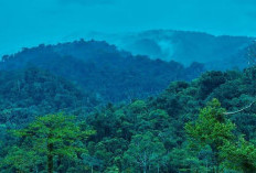 Ilegal Logging di Bukit Barisan Kedurang Kian Mengganas, Taman Raflesia Terancam Punah 