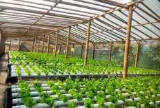 Kembangkan Pertanian Hidroponik, Manfaatkan KUR Mikro Bank Bengkulu untuk Bangun Greenhouse