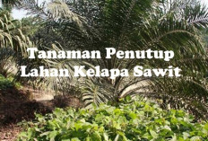 PENTING! Ini Manfaat Tanaman Penutup Lahan Kelapa Sawit