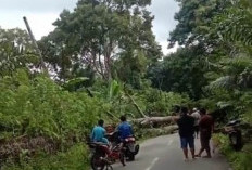 Pohon Tumbang ke Jalan, Ini Dampak Buruk di Kecamatan Lungkang Kule