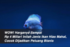 WOW! Harganya Sampai Rp 4 Miliar! Inilah Jenis Ikan Hias Mahal, Cocok Dijadikan Peluang Bisnis