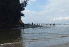 Mendadak Pantai Manula Ramai Diserbu Warga, Ternyata Sedang Musim Ipun