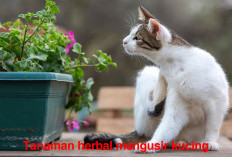 Begini Cara Mengusir Kucing Menggunakan Tanaman Herbal Mudah Didapatkan