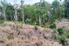 Pemdes Penyandingan Segera Patok Lahan Hibah 2 Hektare, Siapkan Musdes Ulang 