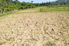 Kemarau Mencekik, Irigasi Jebol Petani Palawija Nasal Menjerit