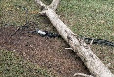 Pohon Tumbang Timpa Kabel Listrik di Wisata Dakem, Ancam Pengunjung