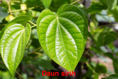 Daun Sirih Kaya Manfaat Untuk Kesehatan! Bukan Hanya   Atasi Luka Saja, Bisa Atasi Penyakit Mematikan Loh!